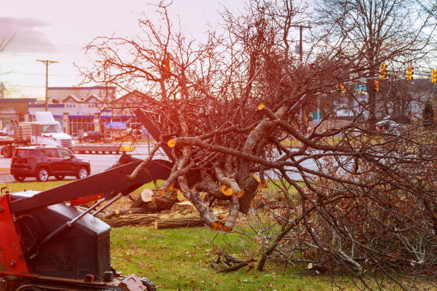 How Our Tree Care Process Works  in  Wilmer, TX