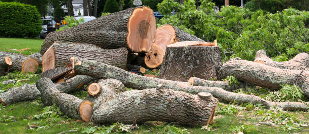 Wilmer, TX Tree Services Company