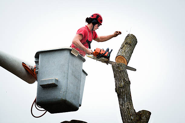 Best Tree and Shrub Care  in Wilmer, TX