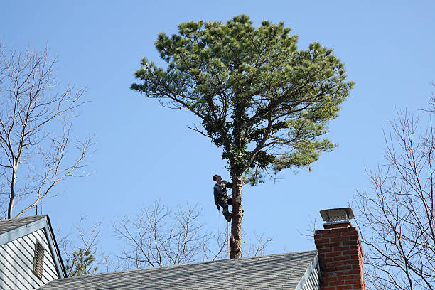 Best Storm Damage Tree Cleanup  in Wilmer, TX