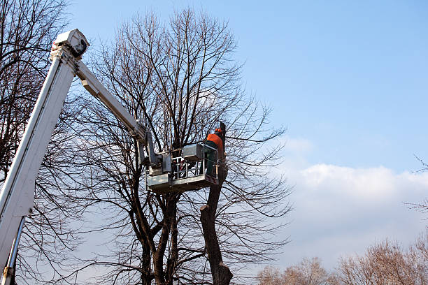 Best Tree Disease Treatment  in Wilmer, TX