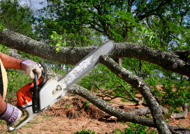 Best Commercial Tree Services  in Wilmer, TX